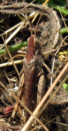 Chorthippus sp.