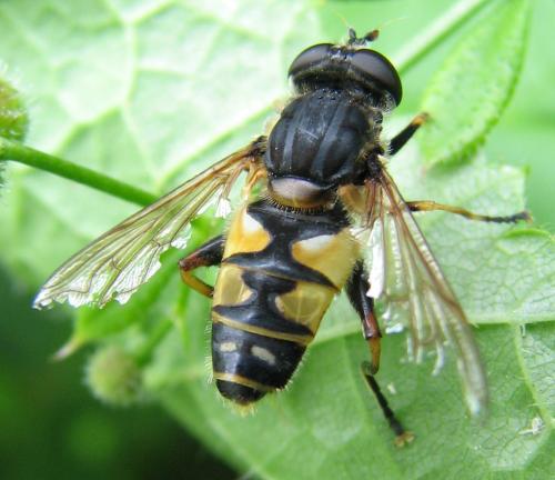 Réf. 62 523 : Helophilus pendulus
