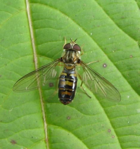 Episyrphus balteatus