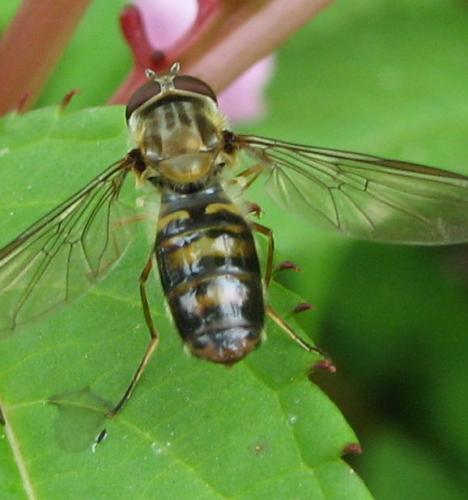 Episyrphus balteatus