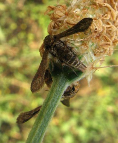 Tinthia tineiformis