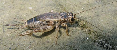 Eumodicogryllus bordigalensis bordigalensis