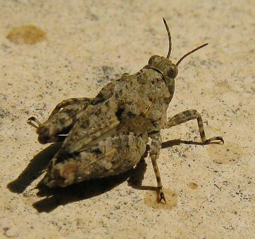 Tetrix sp.