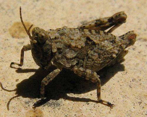 Tetrix sp.