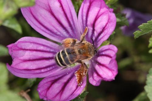 Réf. 62 329 : Dasypoda cingulata