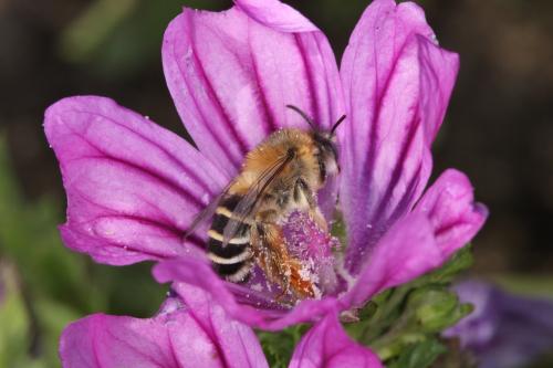 Dasypoda cingulata