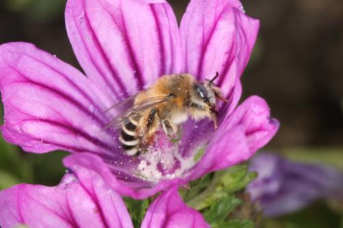 Dasypoda cingulata