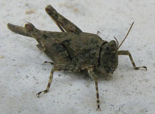 Paratettix meridionalis