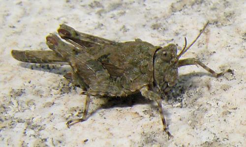 Réf. 62 567 : Paratettix meridionalis