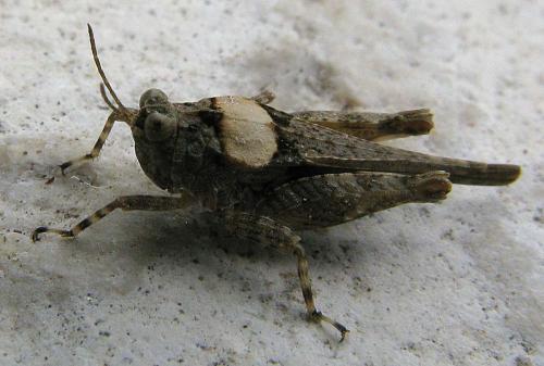 Paratettix meridionalis