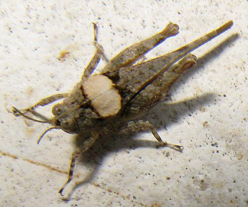Réf. 62 565 : Paratettix meridionalis
