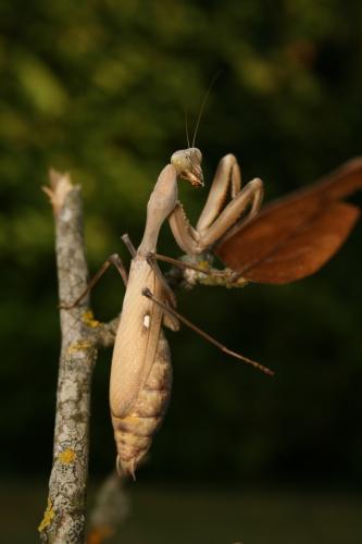 Réf. 62 183 : Sphodromantis sp.
