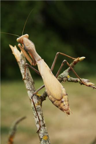 Réf. 62 182 : Sphodromantis sp.