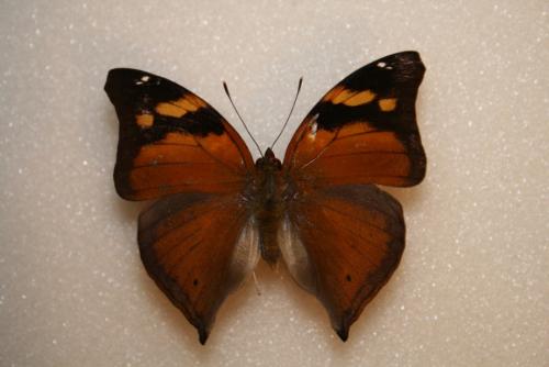 Réf. 62 418 : Doleschallia bisaltide