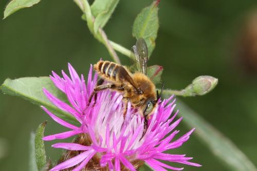 Lithurgus sp.