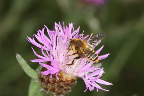 Lithurgus sp.