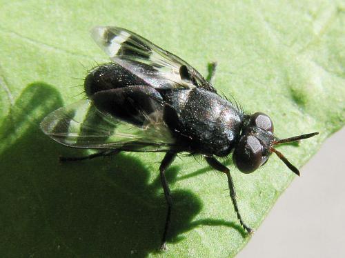 Euthera fascipennis