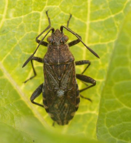 Réf. 62 040 : Stictopleurus punctatonervosus