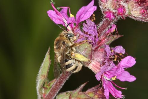 Réf. 62 059 : Tetraloniella salicariae