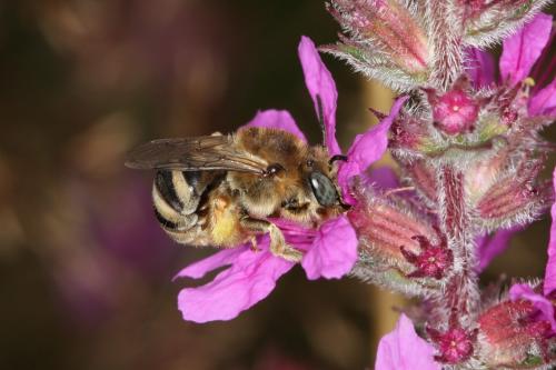 Réf. 62 060 : Tetraloniella salicariae