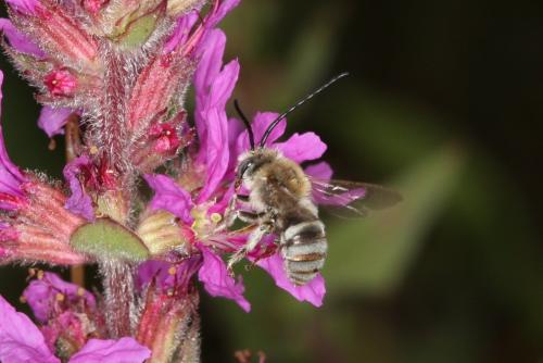 Réf. 62 062 : Tetraloniella salicariae