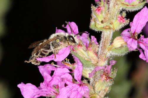 Melitta nigricans