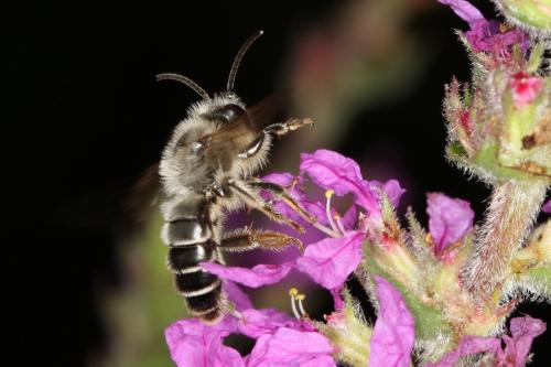 Melitta nigricans