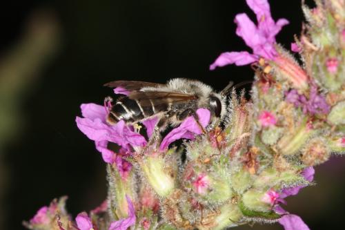 Melitta nigricans