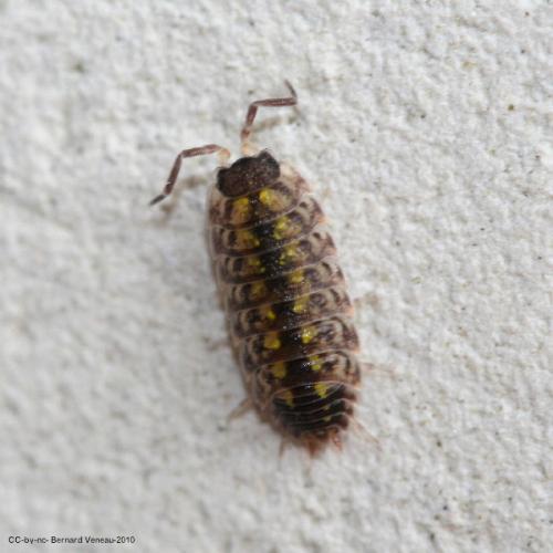 Réf. 62 384 : Porcellio spinicornis