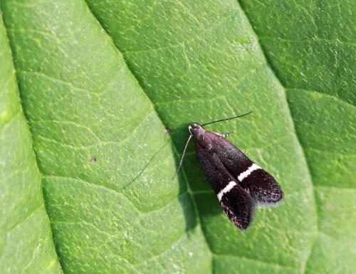 Réf. 62 930 : Syncopacma sp.