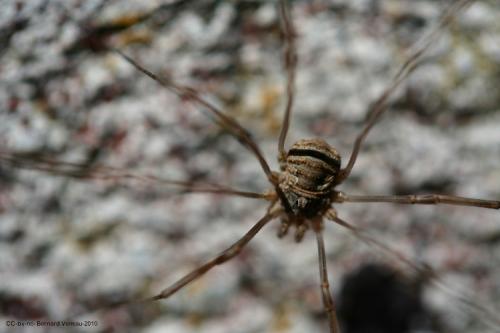 Phalangium opilio