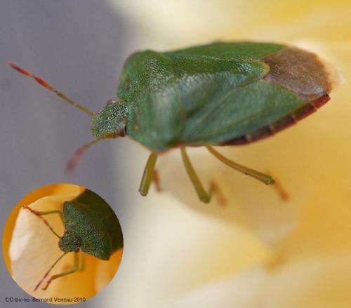 Palomena prasina