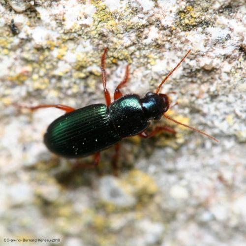 Réf. 62 656 : Ophonus azureus