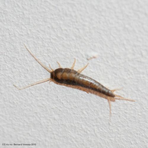 Lepisma saccharina