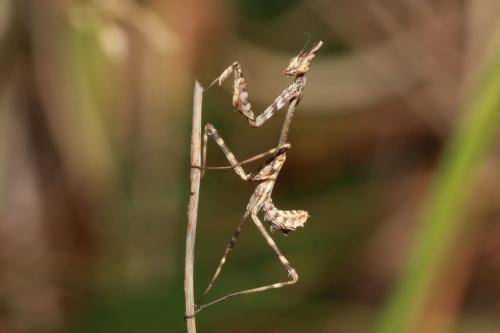 Réf. 62 846 : Empusa pennata