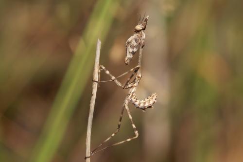 Réf. 62 847 : Empusa pennata