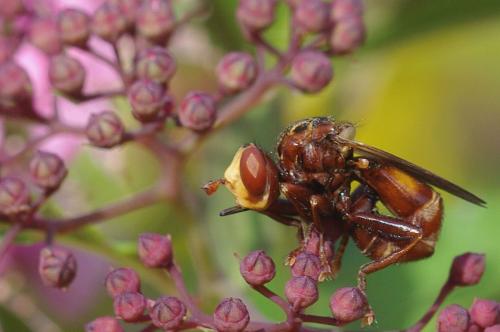 Sicus ferrugineus