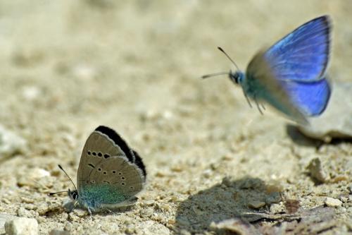 Glaucopsyche alexis