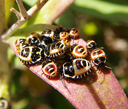 Réf. 62 805 : Eurydema ornata