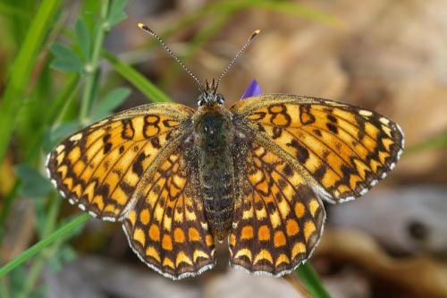 Réf. 62 828 : Melitaea phoebe