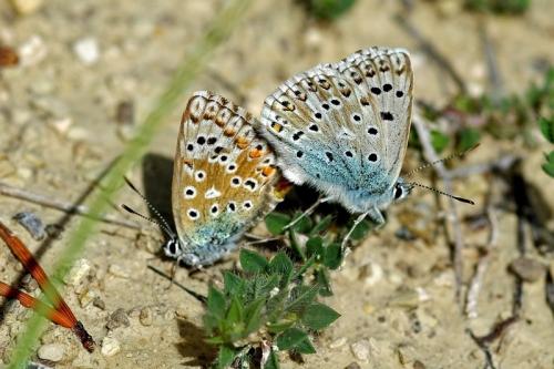 Réf. 62 874 : Polyommatus hispana