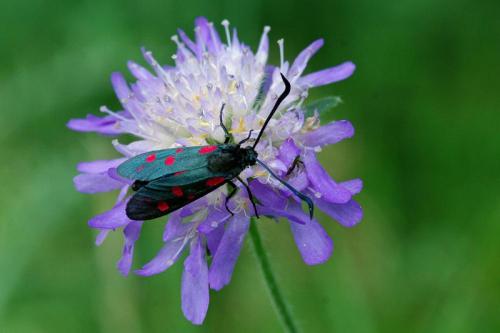 Réf. 62 959 : Zygaena sp.