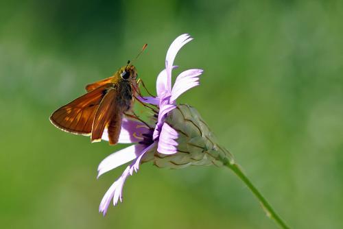 Ochlodes sylvanus