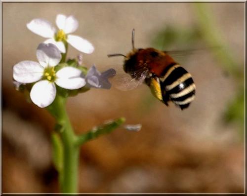 Amegilla sp.