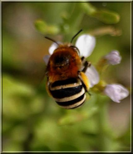 Amegilla sp.