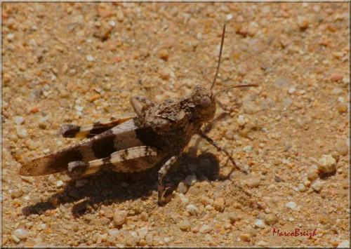 Réf. 62 044 : Oedipoda sp.