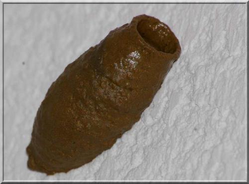 Sceliphron curvatum
