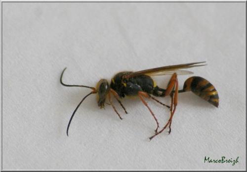 Sceliphron curvatum
