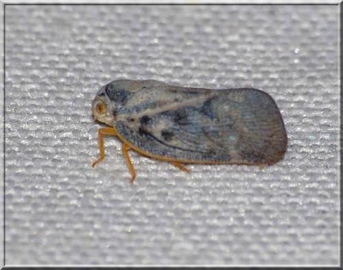 Metcalfa pruinosa