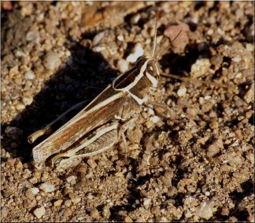 Calliptamus sp.